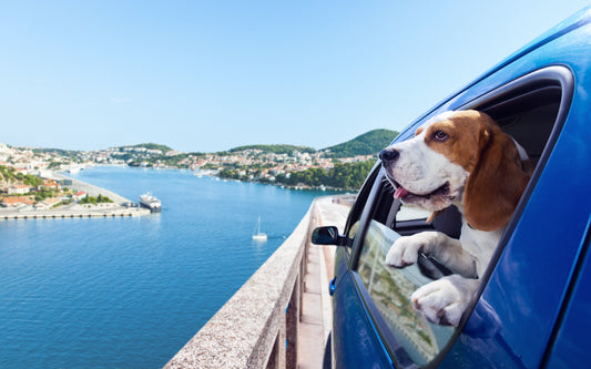 Prodotti indispensabili per le vacanze estive con il tuo fedele amico a quattro zampe