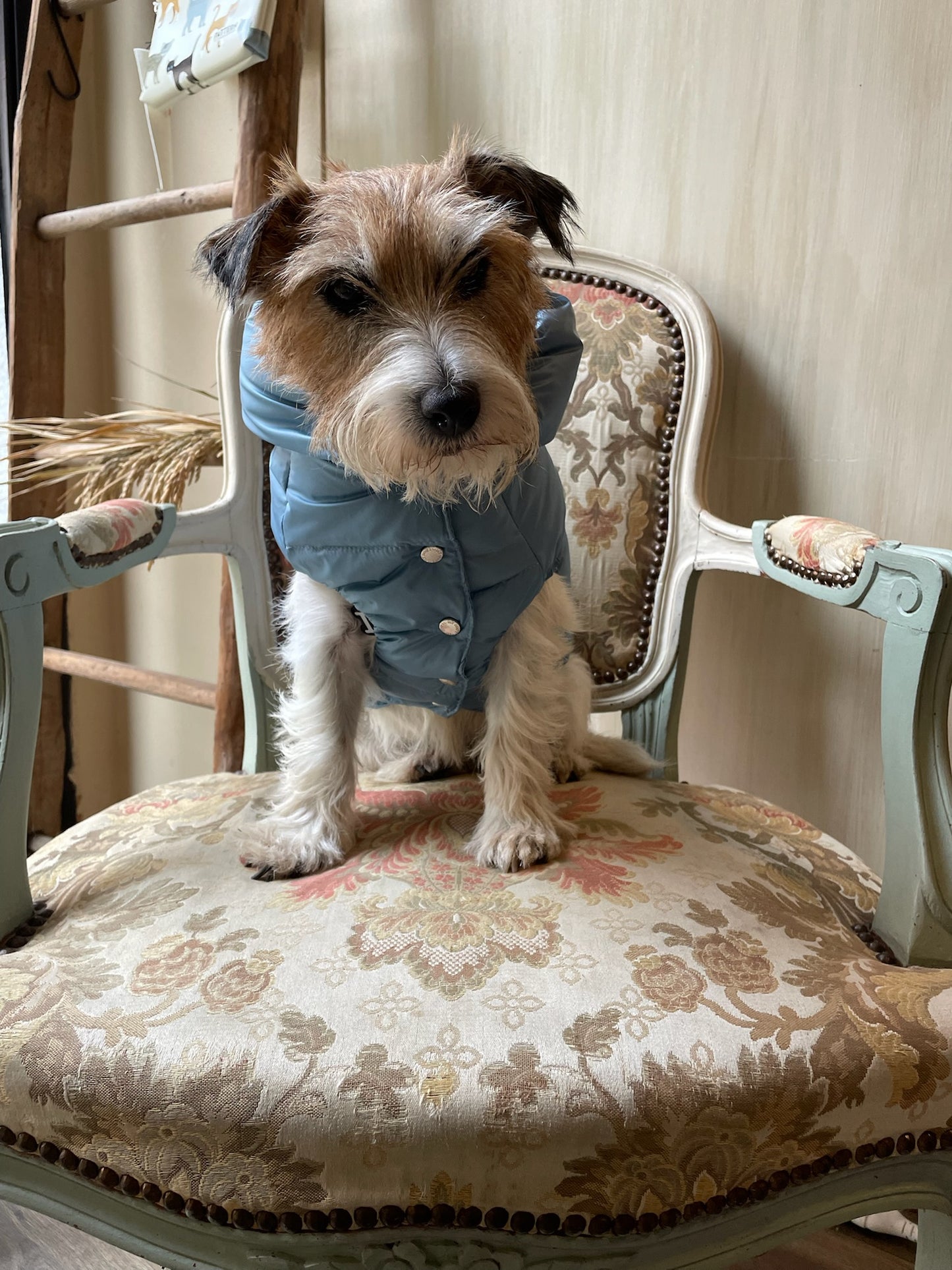 Piumino "Kapsula Superlight Puffer NEW" - I Love My Dog