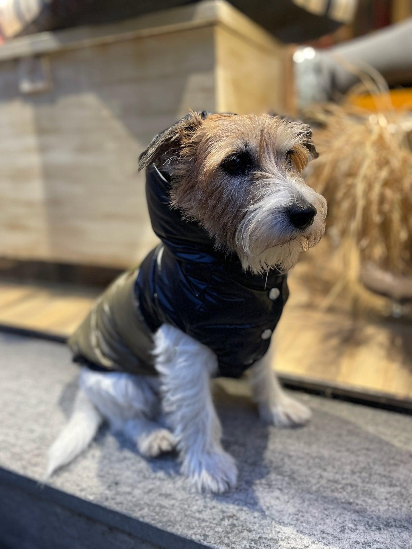 Piumino "Bicolor Winter Puffer" - I Love My Dog