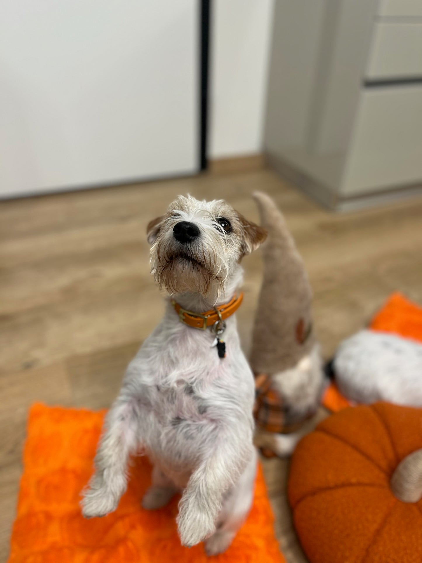 Charm Per Collari e Pettorine Halloween - Da Tommy Pet Boutique