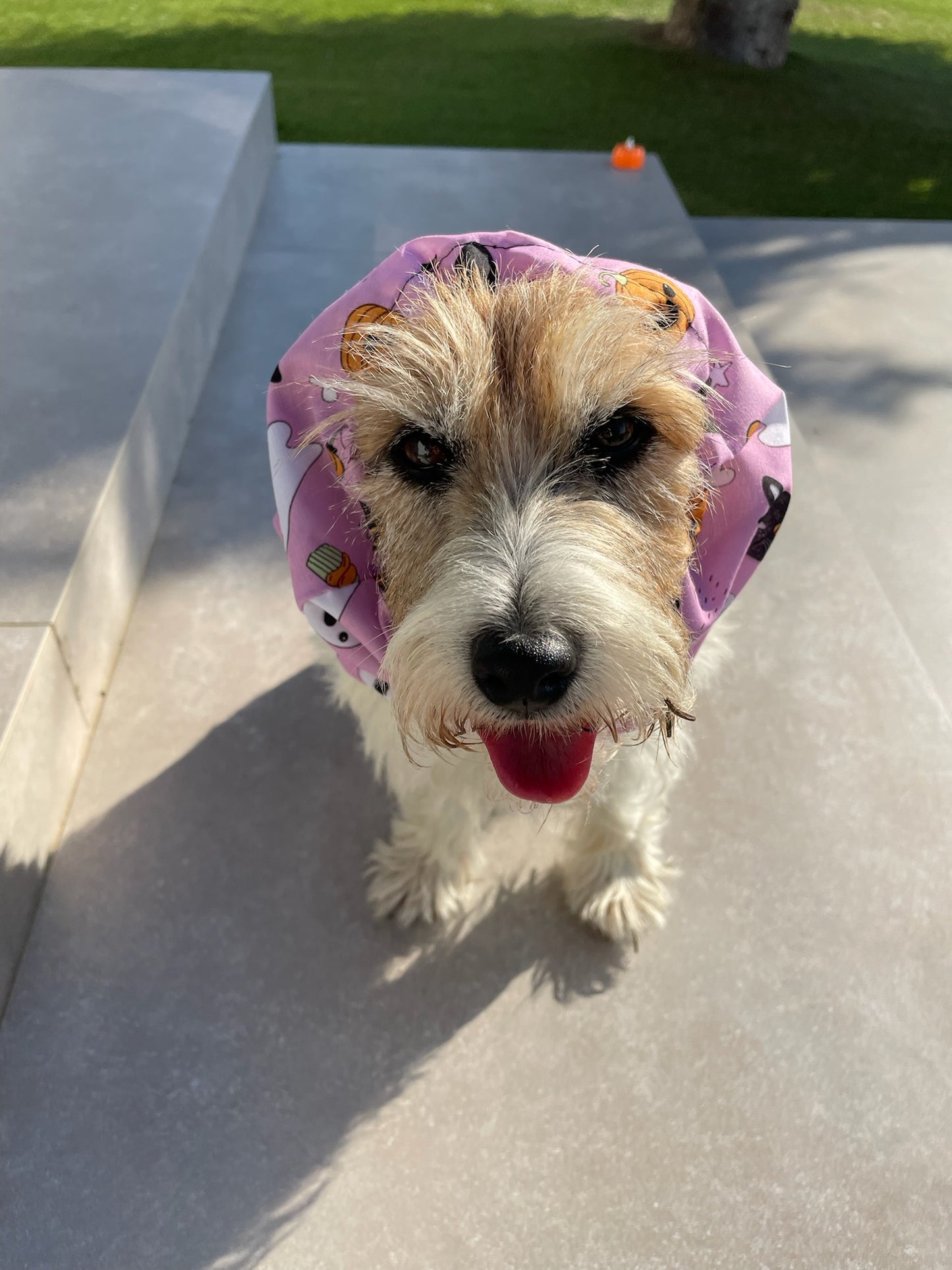 Paraorecchie Halloween - Da Tommy Pet Boutique