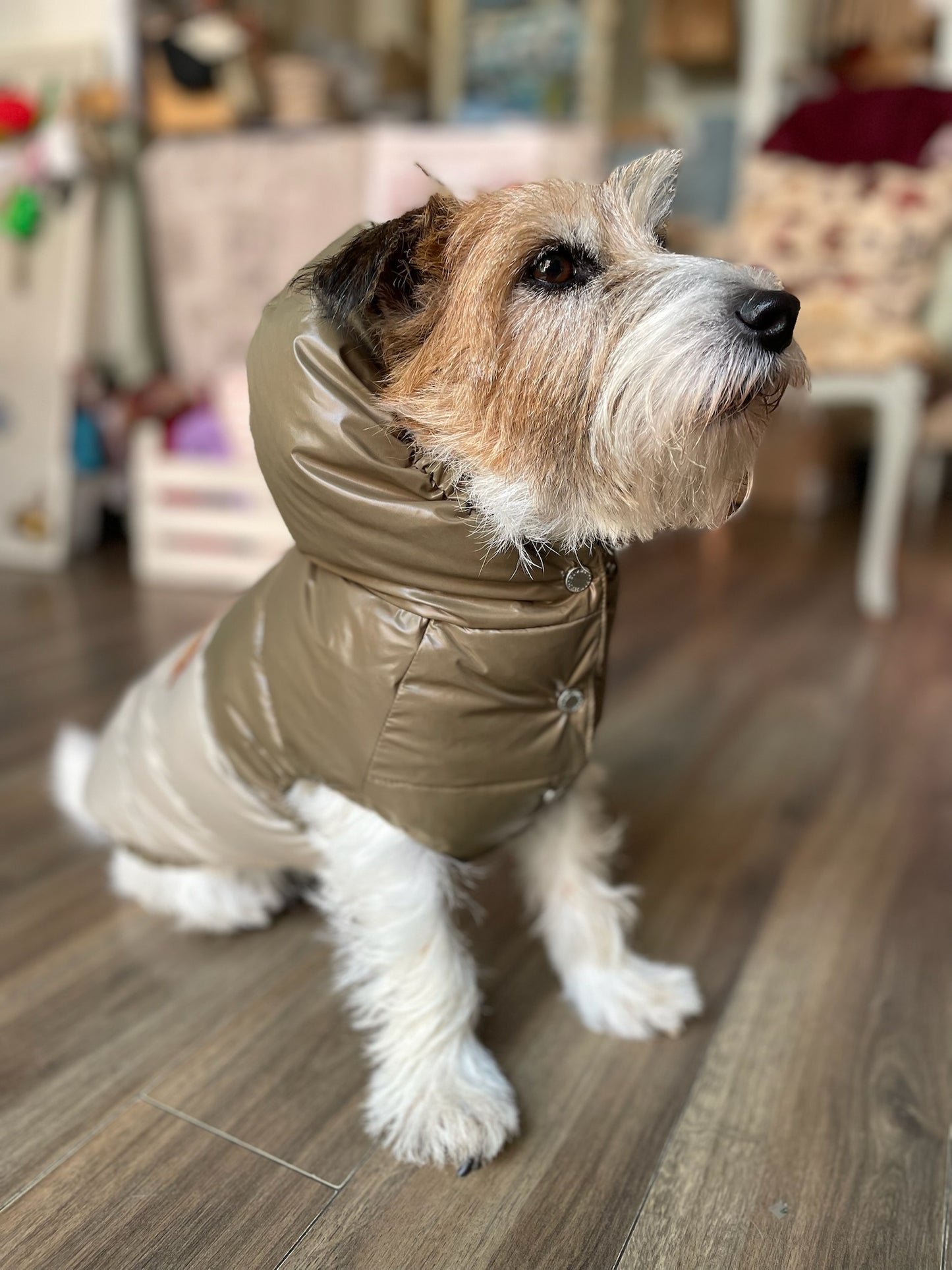 Piumino "Bicolor Winter Puffer" - I Love My Dog