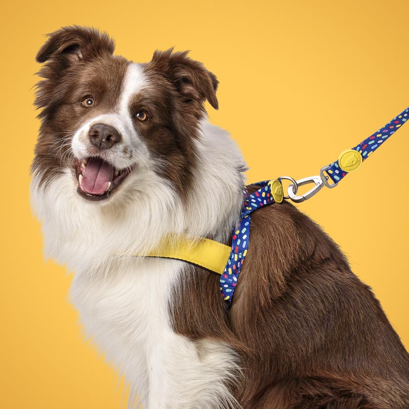 Pettorina norvegese "Color Invaders" - Morso