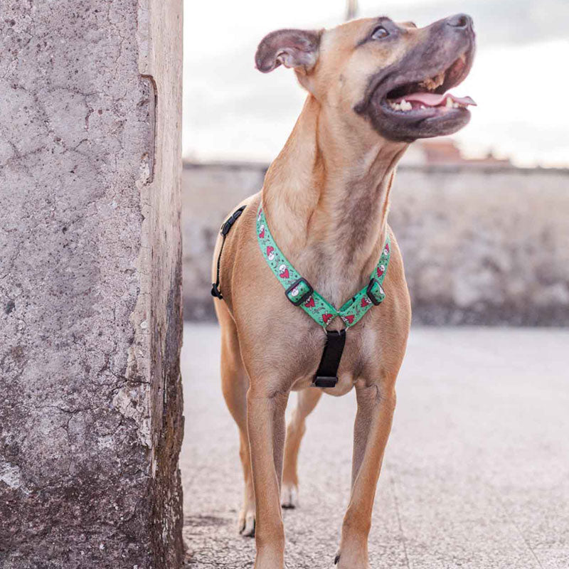 Pettorina ad H "Jolly Roger" - Morso