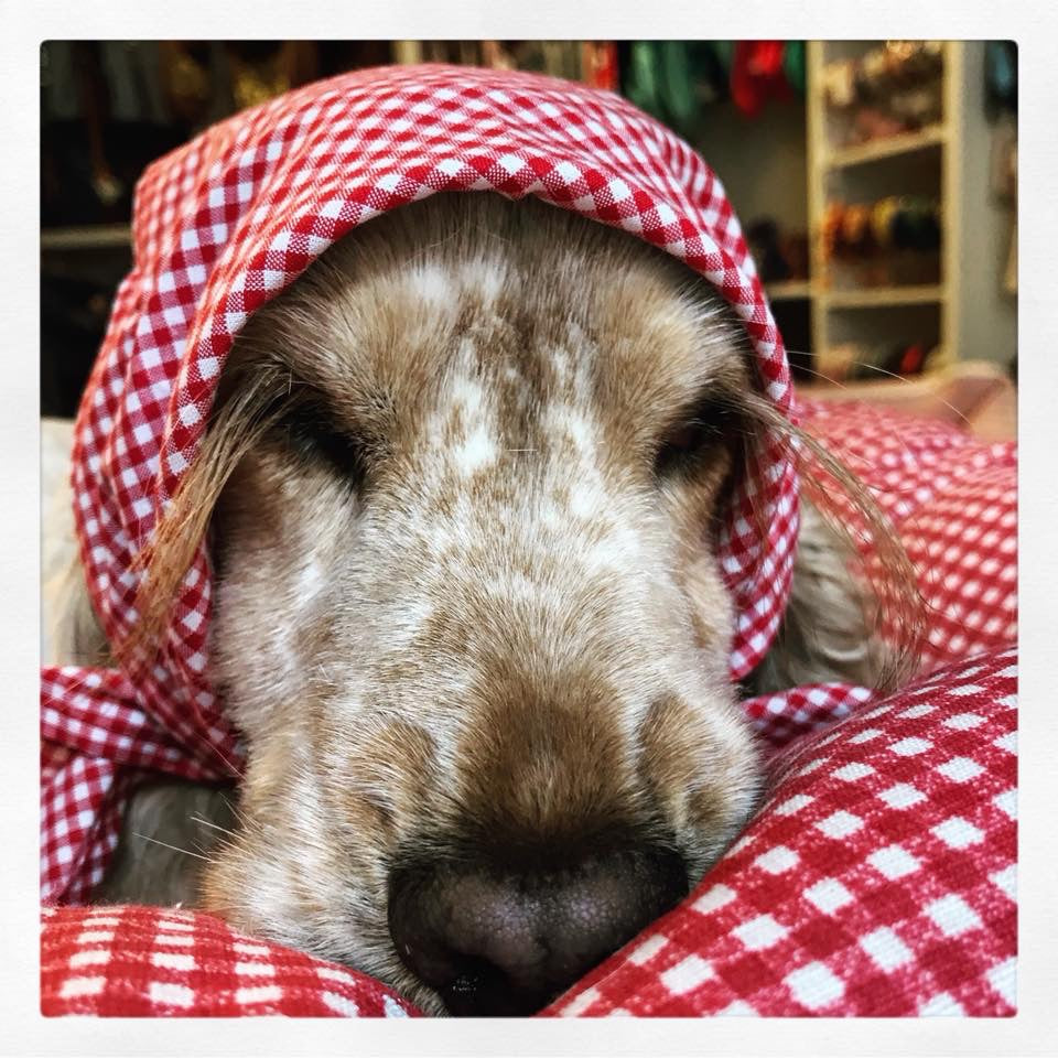 SUPER BANDANE ANTIPARASSITARIE