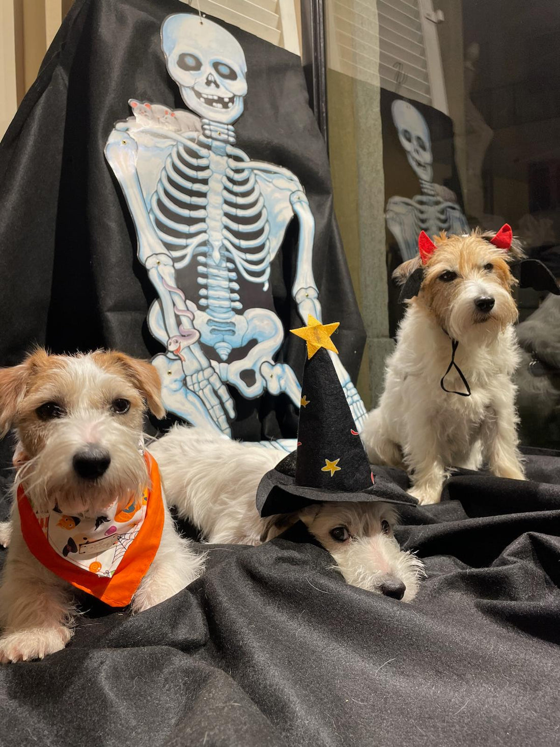🐾 Halloween Pet Photo Day: l’evento più spaventoso (e dolce) per i vostri amici a quattro zampe! 🎃