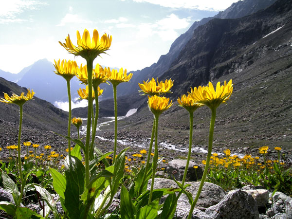 ARNICA GEL