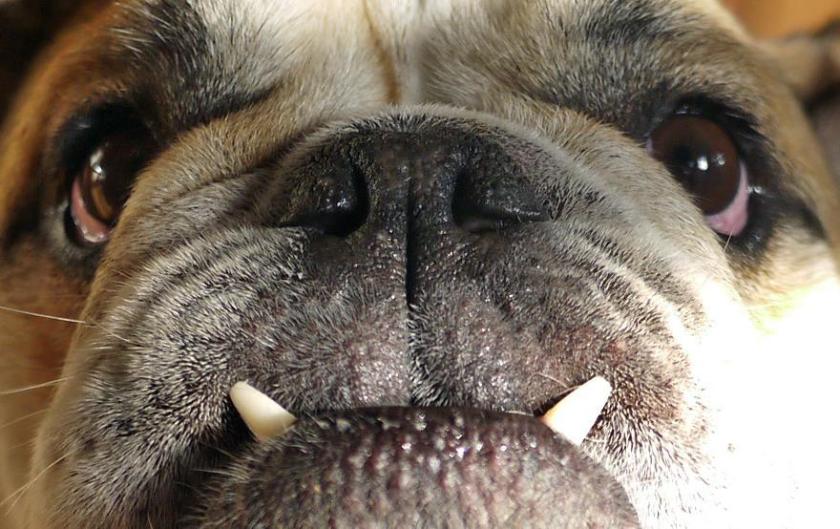 Gum per l'igiene dentale: ORAVET