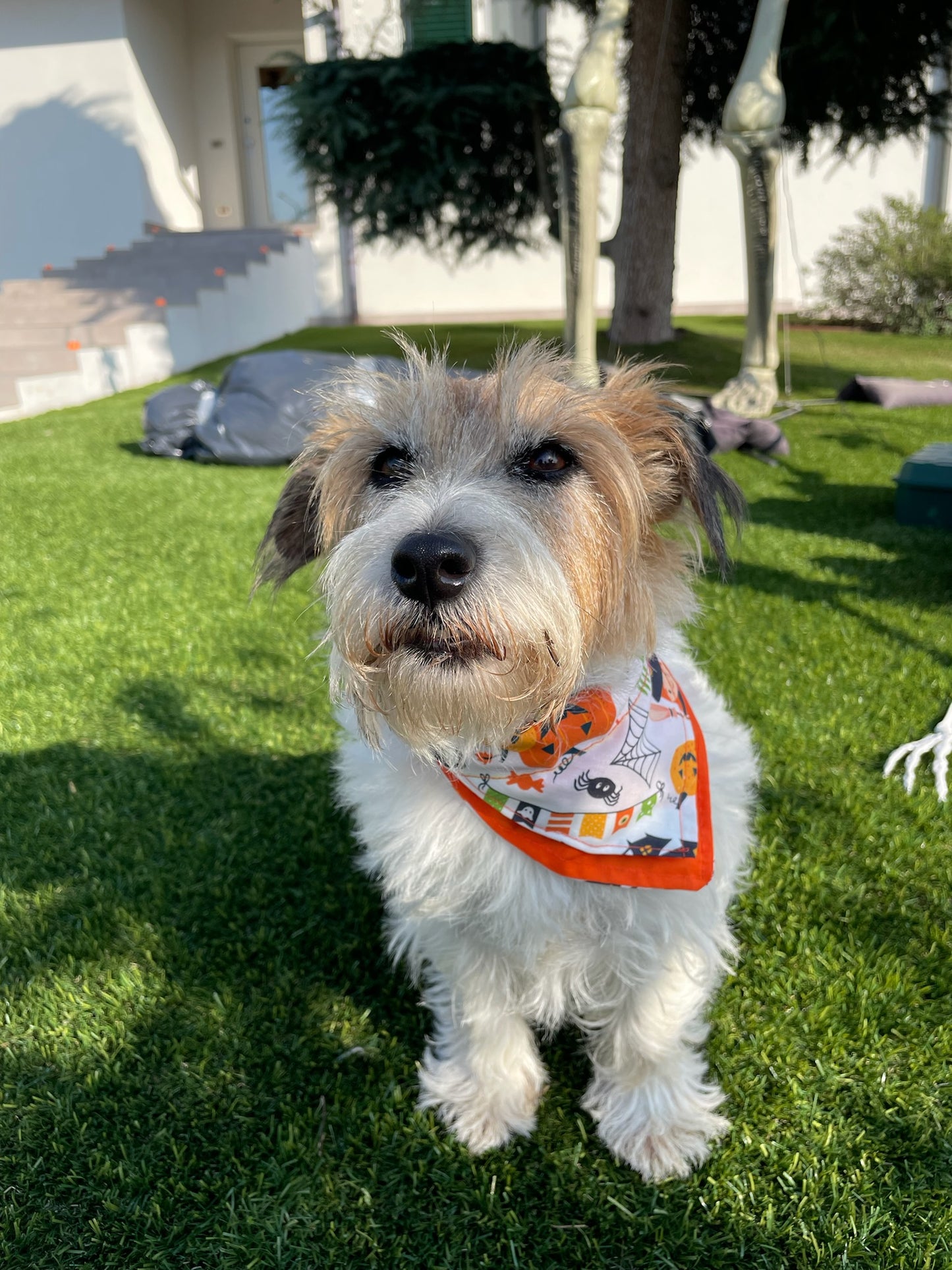 Bandana Halloween - Da Tommy Pet Boutique