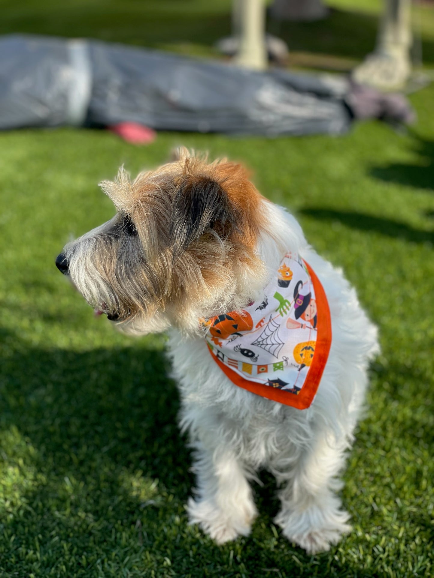 Bandana Halloween - Da Tommy Pet Boutique