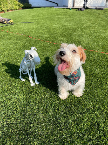 Bandana Halloween - Da Tommy Pet Boutique
