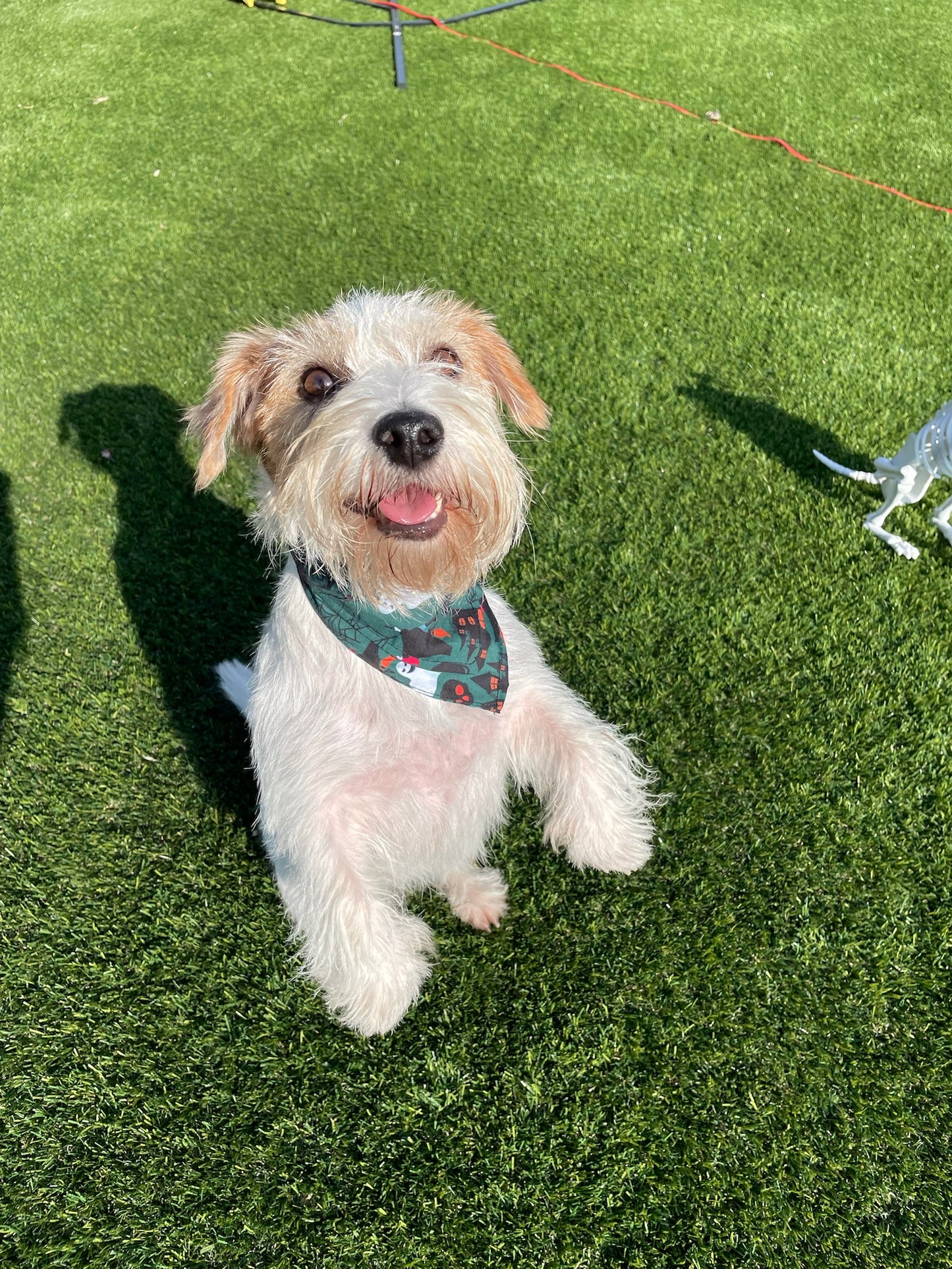 Bandana Halloween - Da Tommy Pet Boutique