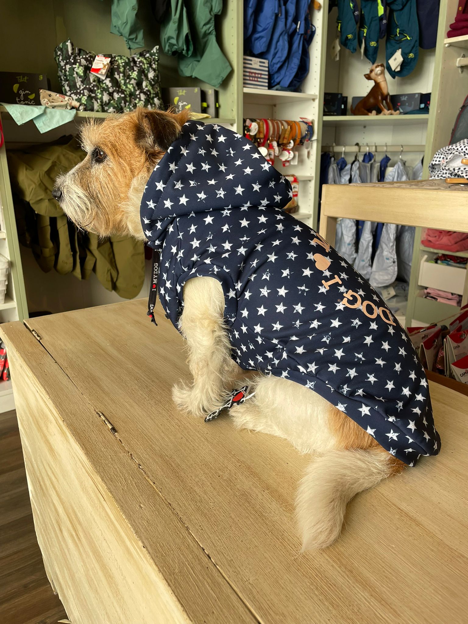 Cane che indossa felpa con cappuccio I Love My Dog blu con stampa a stelline