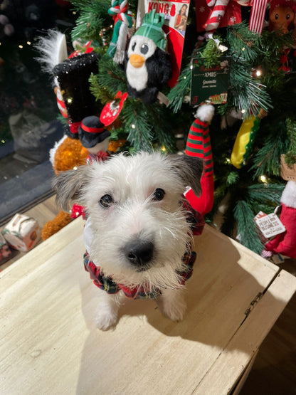 Cappotto ''Miss Charlotte'' - Ferribiella