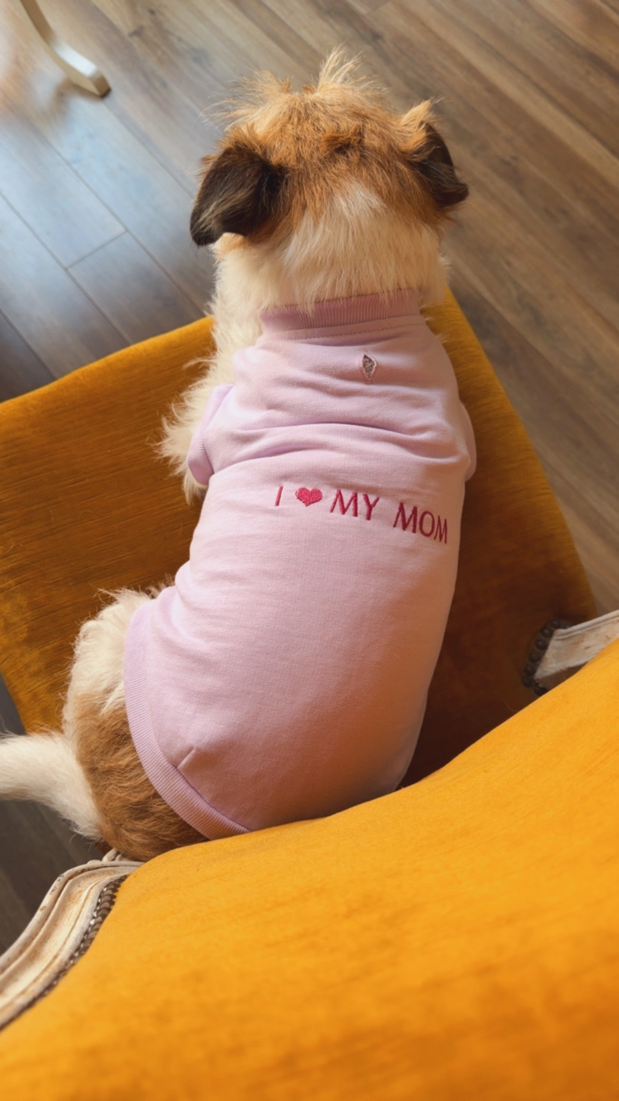 Felpa felpa coordinata e su misura - Da Tommy Pet Boutique & Violante