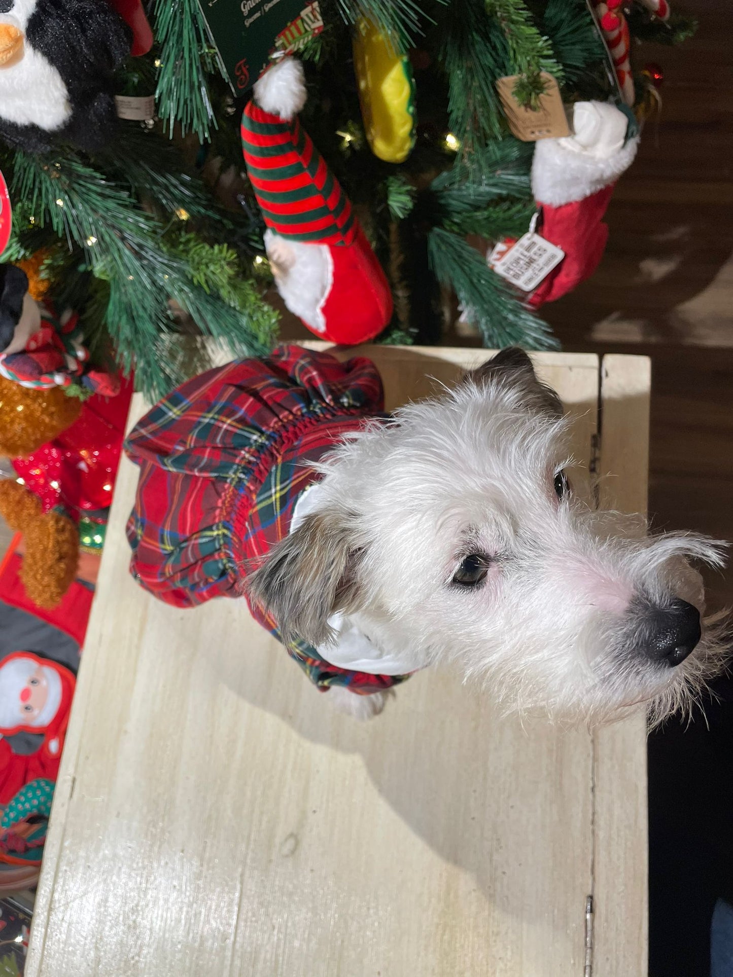 Cappotto ''Miss Charlotte'' - Ferribiella