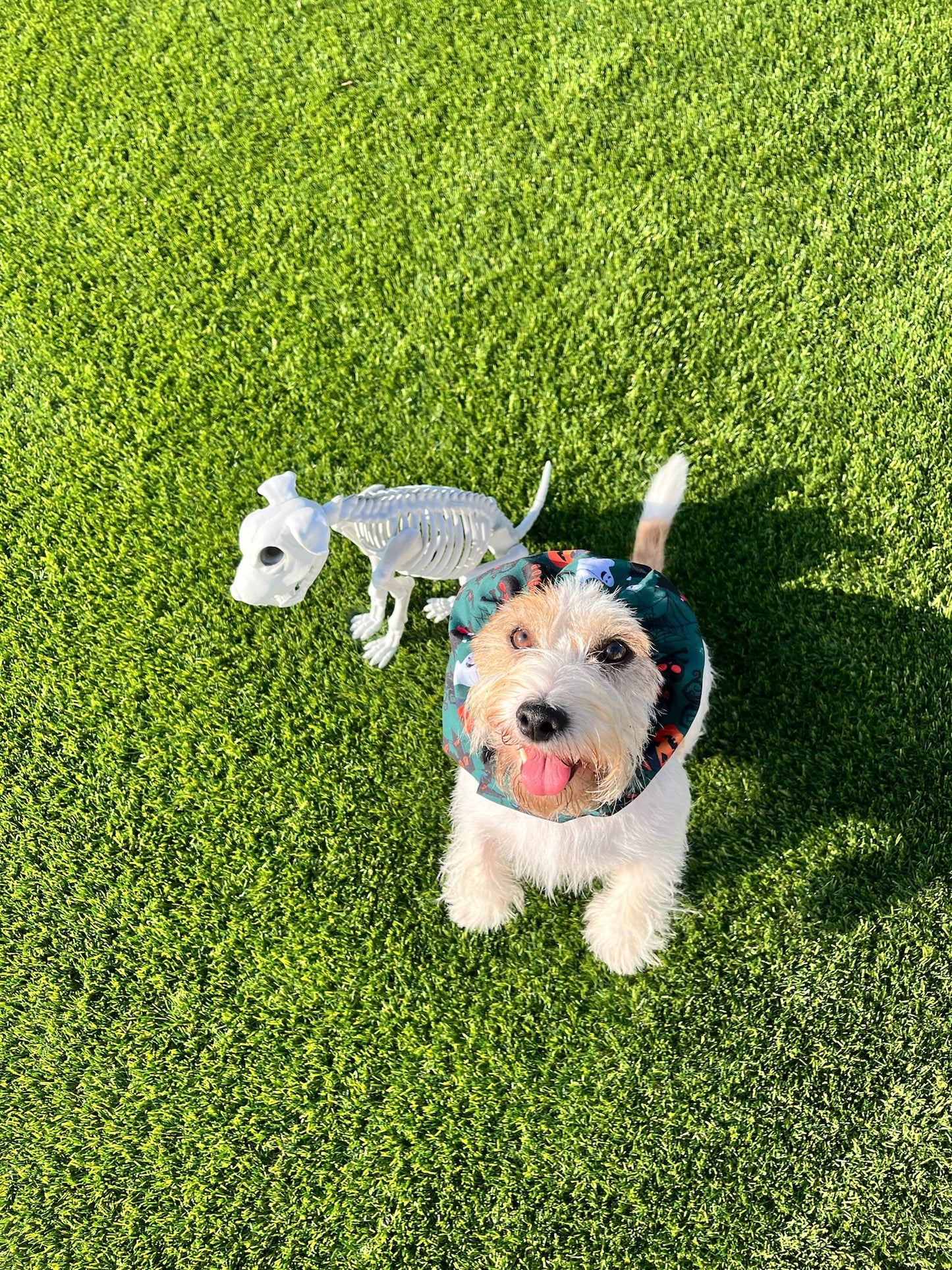 Paraorecchie Halloween - Da Tommy Pet Boutique