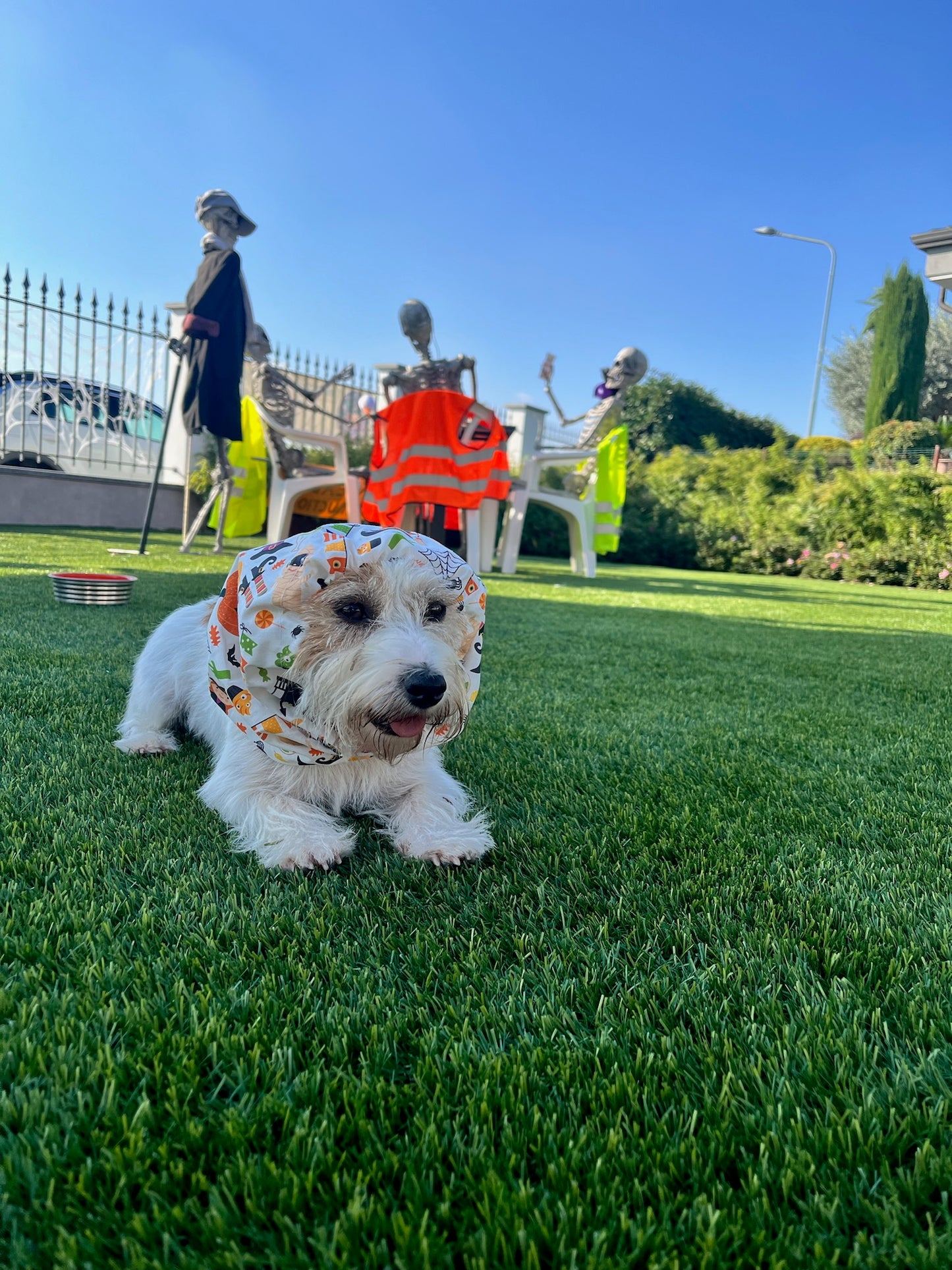 Paraorecchie Halloween - Da Tommy Pet Boutique