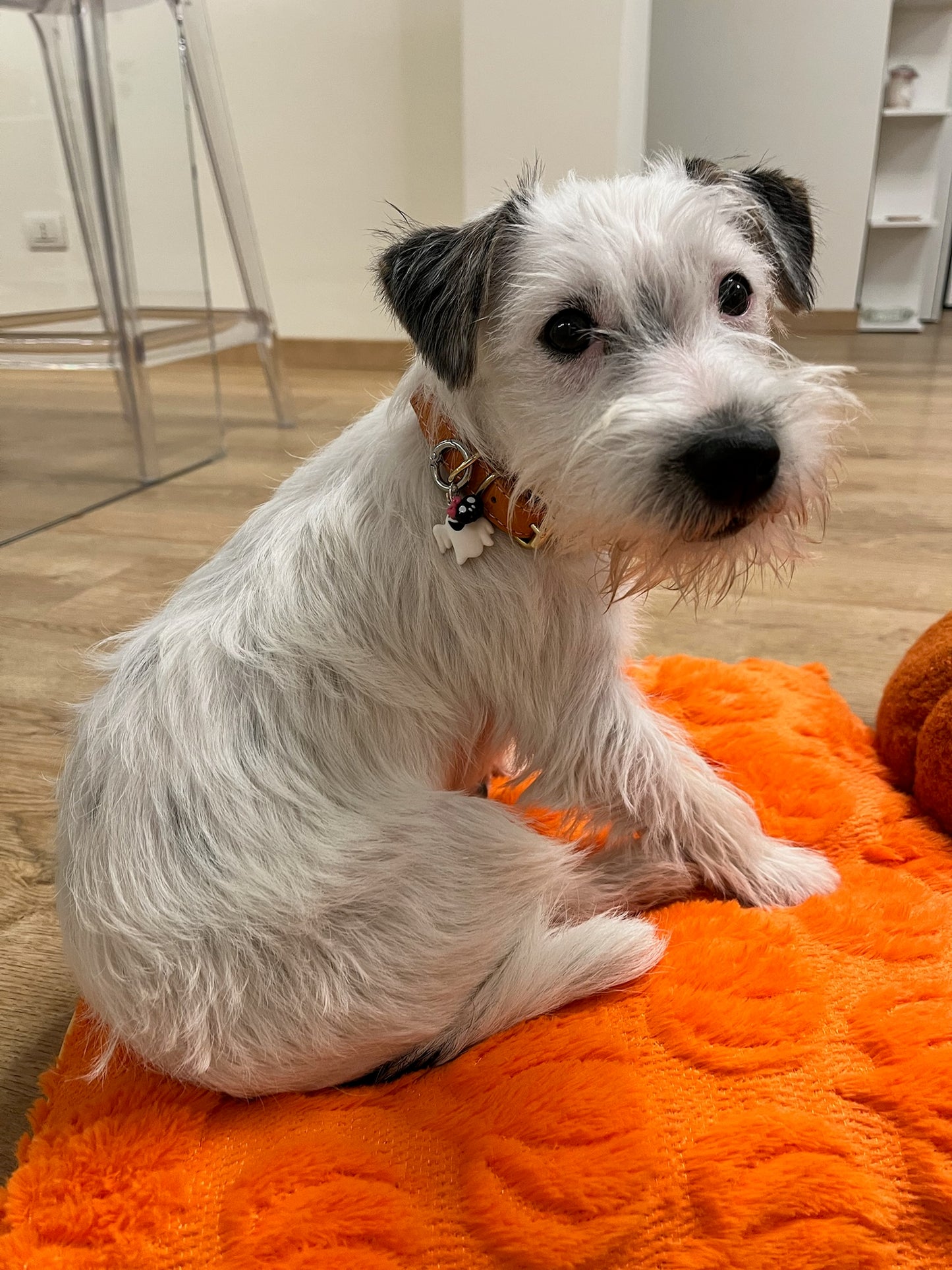 Charm Per Collari e Pettorine Halloween - Da Tommy Pet Boutique