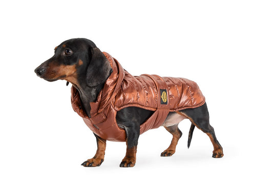 Piumino per Bassotti FW26 - Fashion Dog
